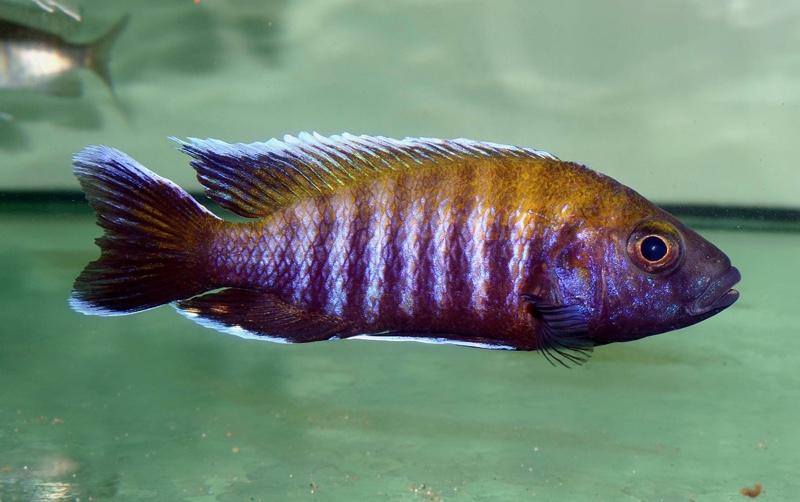 Aulonocara jacobfreibergi 'Makokola Reef'